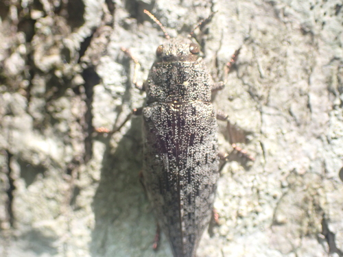 Flat-headed Hardwood Borer photo 3