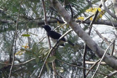 Stactolaema leucotis