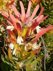 Trichostetha signata