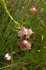 Erica polifolia