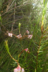 Erica polifolia