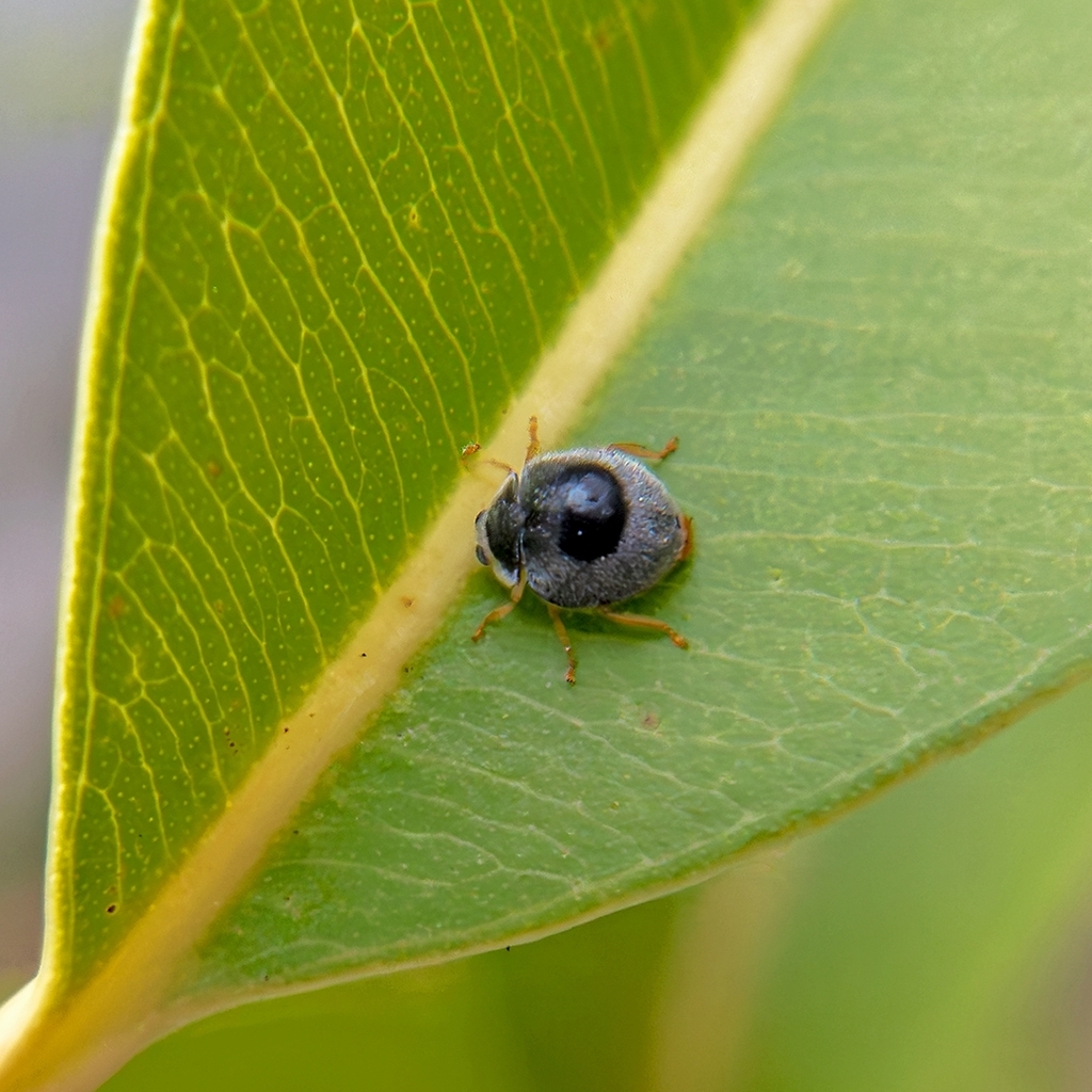 Azya elegans