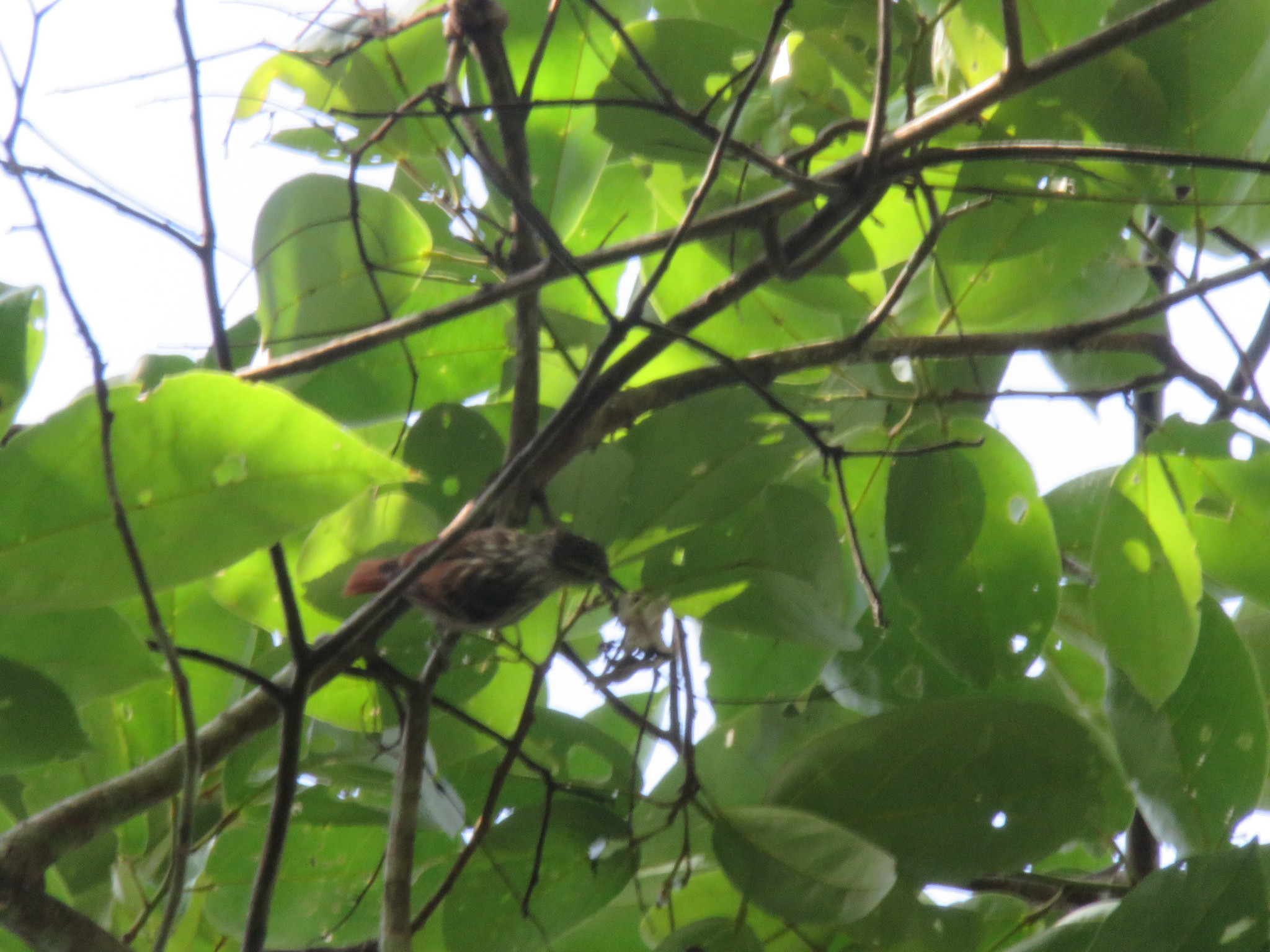 Rufous-tailed Xenops (Microxenops milleri)