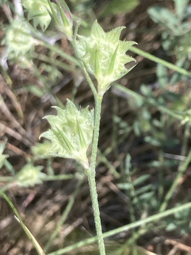 Equal-toothed Sainfoin (Onobrychis aequidentata)