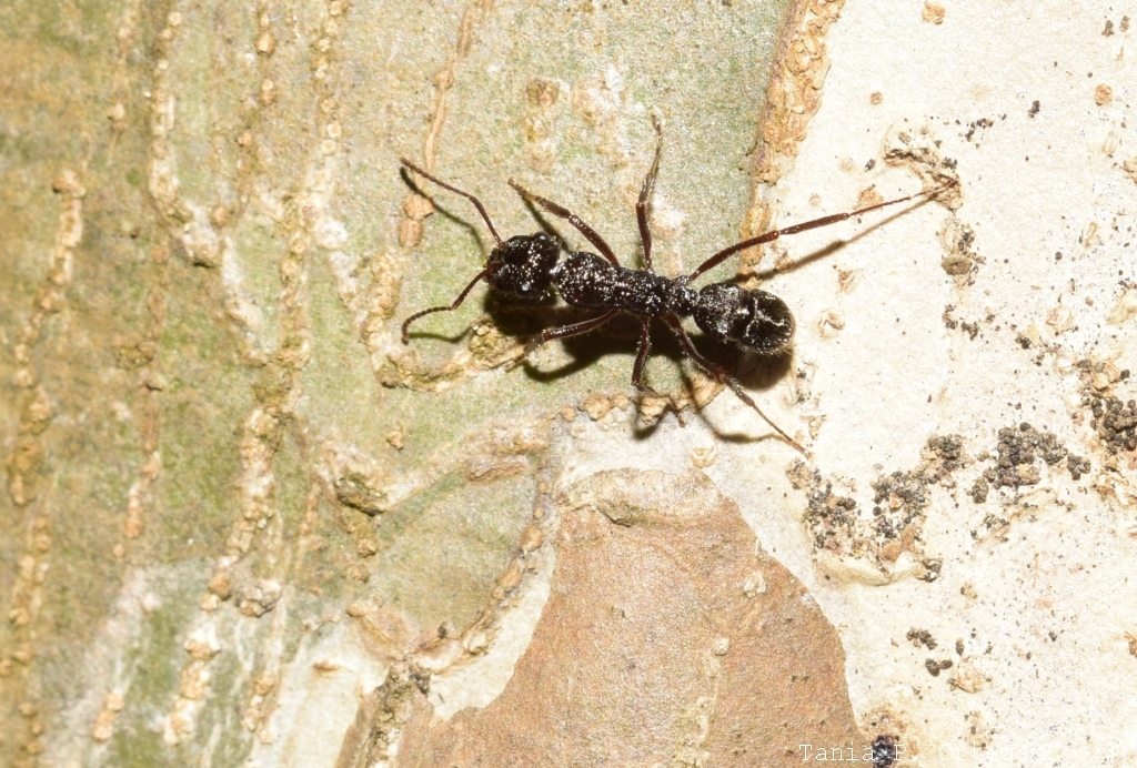 Ectatomminae