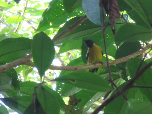 White-winged Shrike-Tanager (Lanio versicolor), photo 5