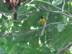 Euphonia minuta