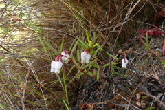 Erica omninoglabra