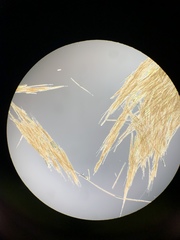 Aphanizomenon flosaquae
