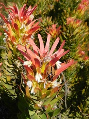 Trichostetha signata