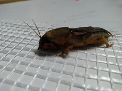 Gryllotalpa vineae