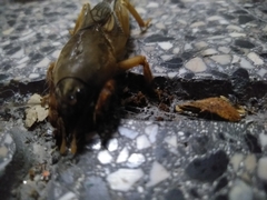 Gryllotalpa vineae