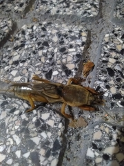 Gryllotalpa vineae