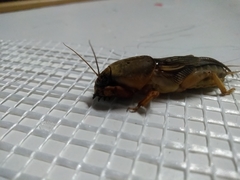 Gryllotalpa vineae