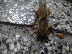 Gryllotalpa vineae