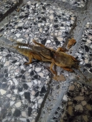 Gryllotalpa vineae