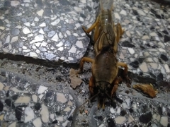 Gryllotalpa vineae