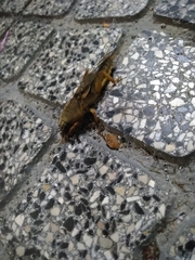 Gryllotalpa vineae