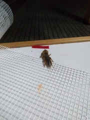 Gryllotalpa vineae