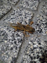 Gryllotalpa vineae