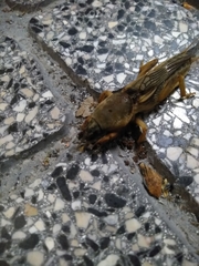 Gryllotalpa vineae