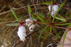 Erica omninoglabra