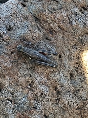 Agroecotettix modestus