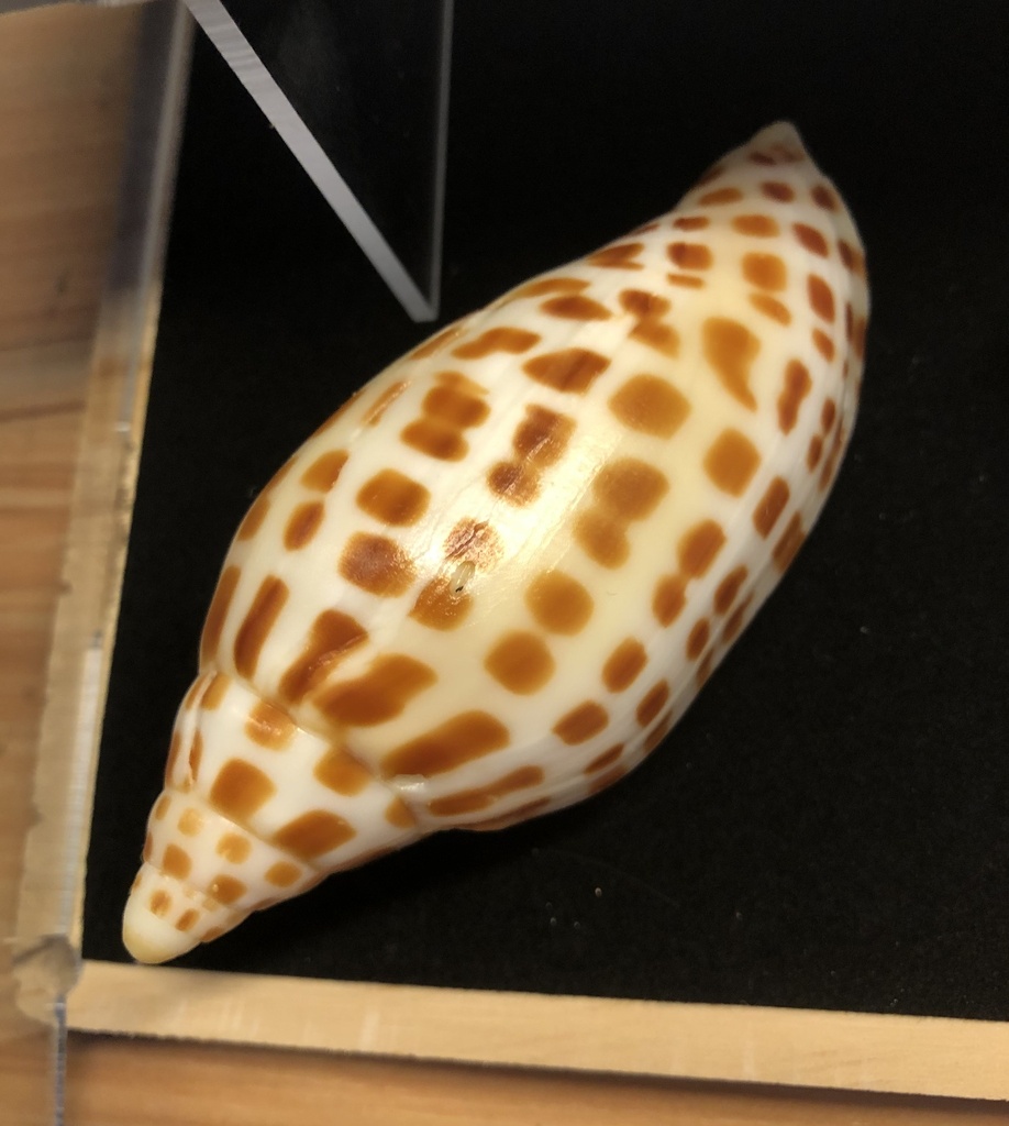 junonia