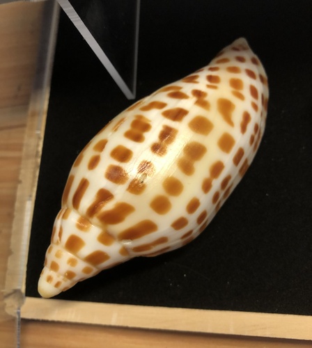 junonia