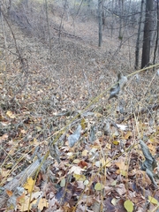 Vincetoxicum rossicum