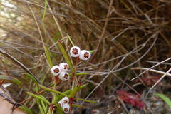 Erica omninoglabra