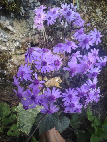 Pericallis cruenta, photograph 2