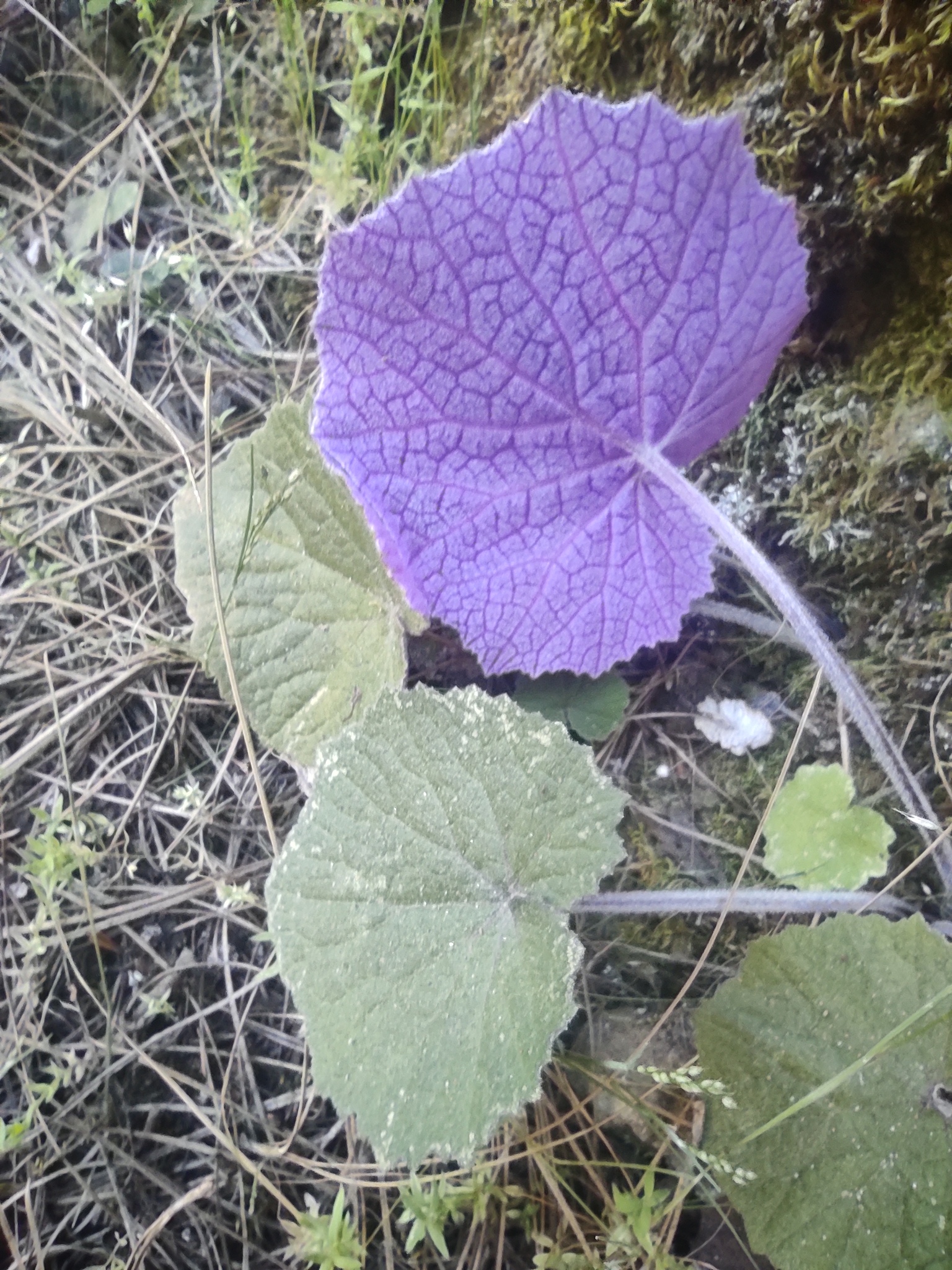 Pericallis Cruenta (Pericallis cruenta)