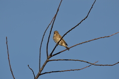 Haemorhous purpureus purpureus