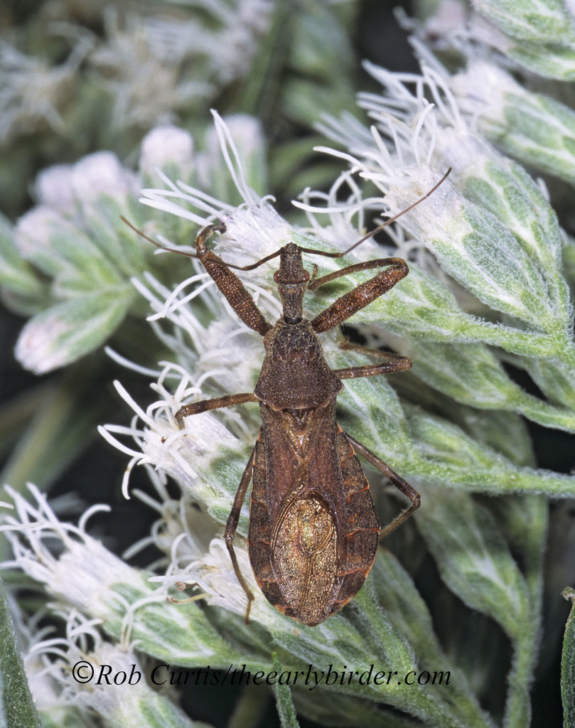 Acholla multispinosa from 5801 N Pulaski Rd, Chicago, IL 60646, USA on ...