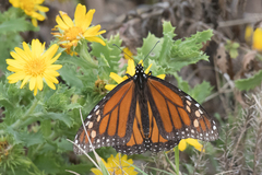 Rayjacksonia phyllocephala