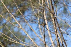 Picumnus olivaceus