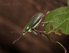 Naupactus auricinctus