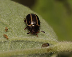 Desmogramma