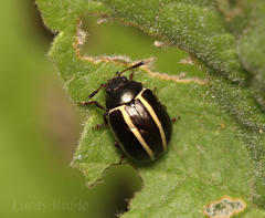 Desmogramma