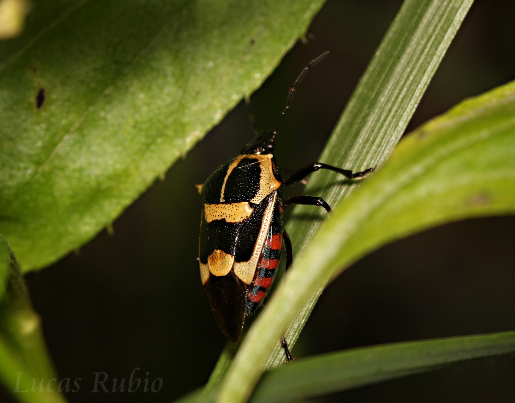 Oplomus cruentus