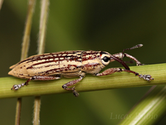 Lixodes taeniatus