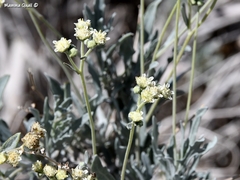 Parthenium argentatum