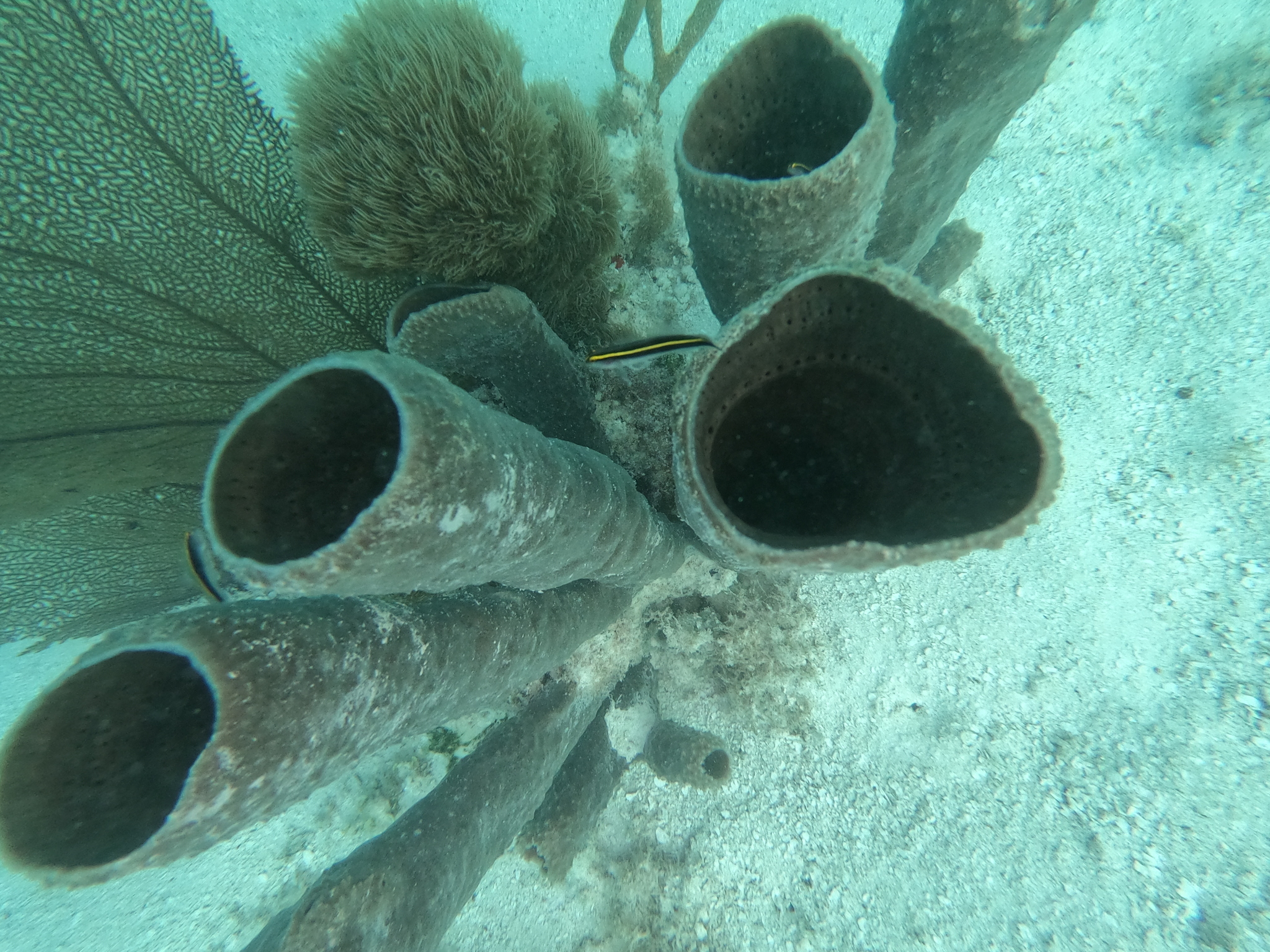 Yellowprow Goby photo 8