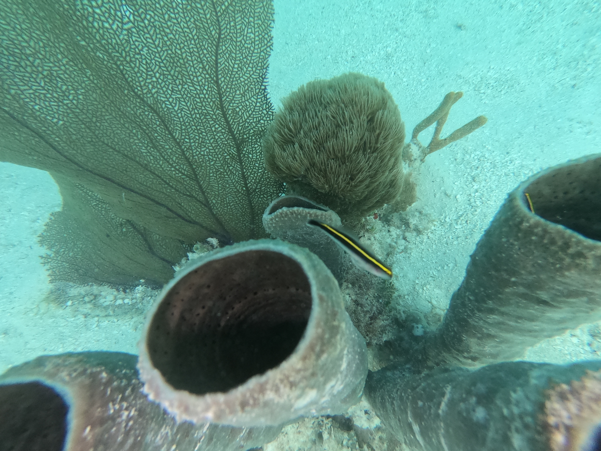 Yellowprow Goby photo 7