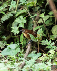 Grallaria flavotincta