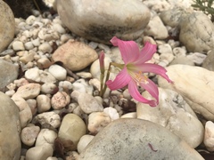 Zephyranthes sylvatica