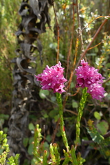 Erica bracteolaris