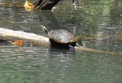 Trachemys scripta troostii