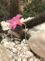 Zephyranthes sylvatica